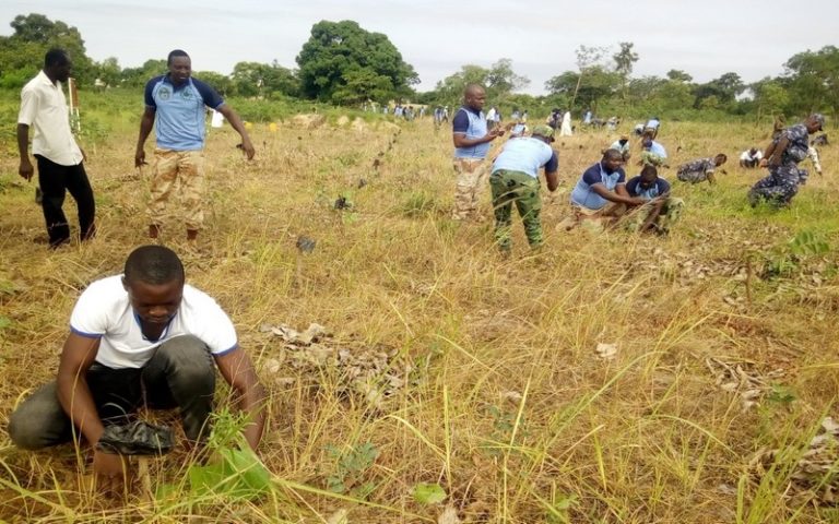 Bénin : près de 2000 plants mis en terre à Djougou