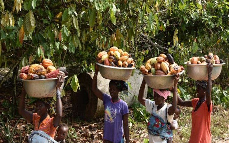Cacao : le Ghana et la Côte d’Ivoire comptent mieux rémunérer les agriculteurs