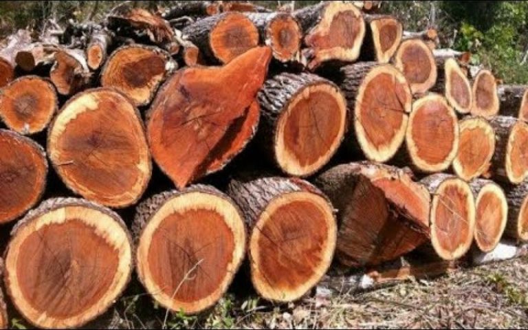 La 2ème édition de Gabon Wood Show inaugurée lundi, le scandale du Kevazingo y plane