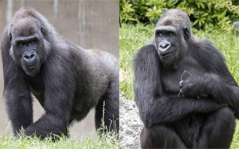 La forêt équatoriale du Gabon va accueillir deux gorilles nés en France
