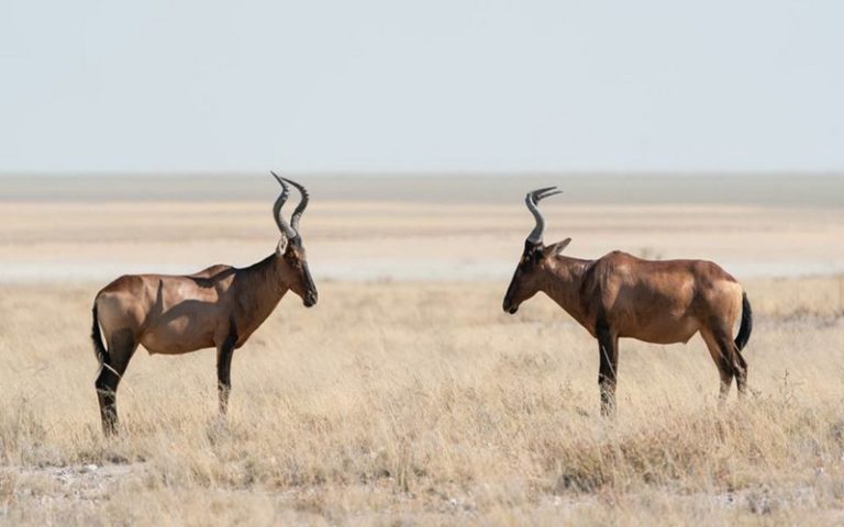 La sécheresse contraint la Namibie à vendre aux enchères ses animaux sauvages