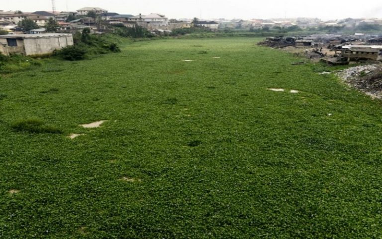 Lagos (Nigéria) submergée par les jacinthes d&rsquo;eau
