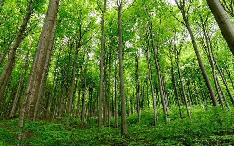 Le verdissement de la terre une mauvaise nouvelle pour la planète ?