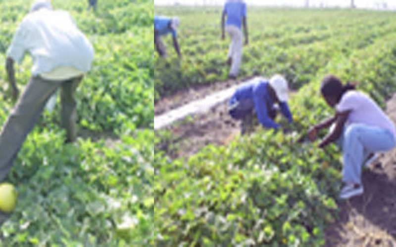 L’agriculture, une arme efficace contre l’émigration des jeunes au Sénégal