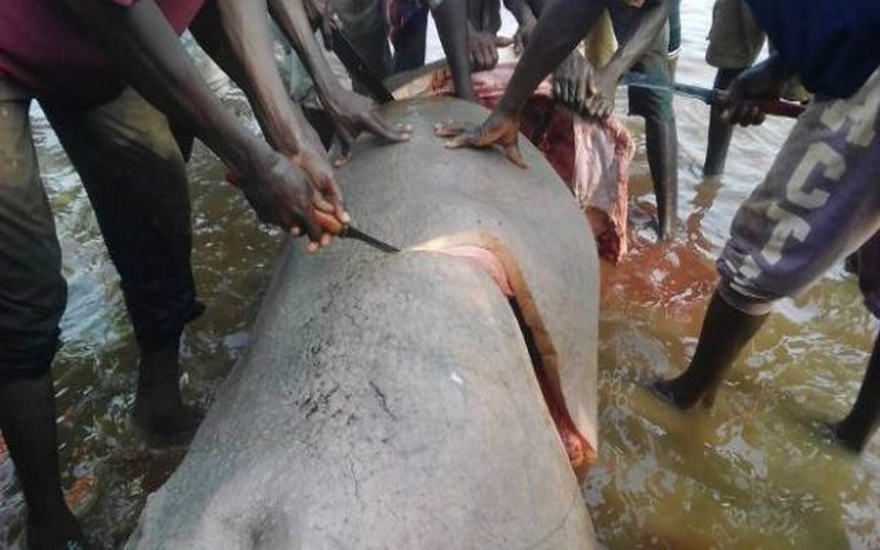 TOGO : Des agents togolais chargés d’application de la loi, outillés sur la criminalité environnementale