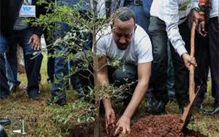 353 millions d’arbres plantés en une journée en Éthiopie