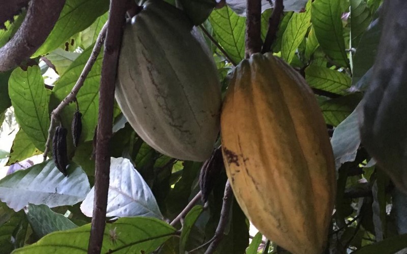 Agriculture : la Côte d’Ivoire et le Ghana de retour sur le marché mondial du cacao