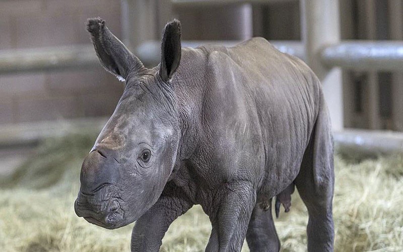 Espèces menacées de disparition : la naissance du rhinocéros blanc, source d’espoir