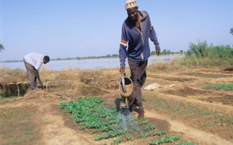 Face à l’exploitation du pétrole, l&rsquo;agriculture du Congo-Brazzaville peine à décoller