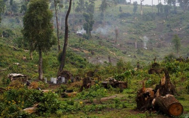 Classement des pays en matière de déforestation tropicale en 2020 : La RDC classée 2ème