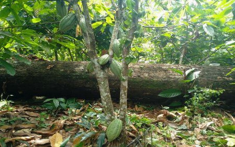 Un accord signé entre le Ghana et la Banque mondiale pour la réduction des émissions de gaz à effet de serre