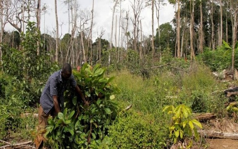 Le Mali perd 100 000 hectares de forêt par an