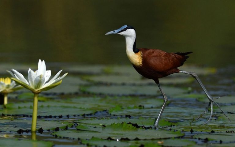Le continent africain assiste à la prolifération de la faune et la flore