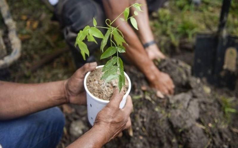 Le défi titanesque de l’Éthiopie, planter 200 millions d’arbres en un jour