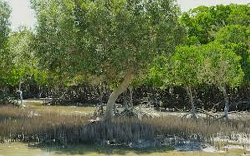 Les mangroves malgaches menacées de disparition, WWF alerte