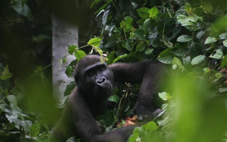 Les participants du Congrès africain sur les aires protégées plaident pour un développement qui donne la priorité à la nature