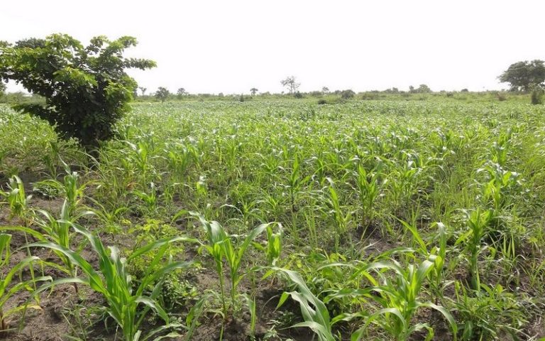 L’Allemagne et le Maroc planchent sur l&rsquo;agriculture et la sylviculture