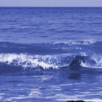 Biodiversité marine : le Sénégal accélère la ratification de l’accord BBNJ avec l’appui du PNUE