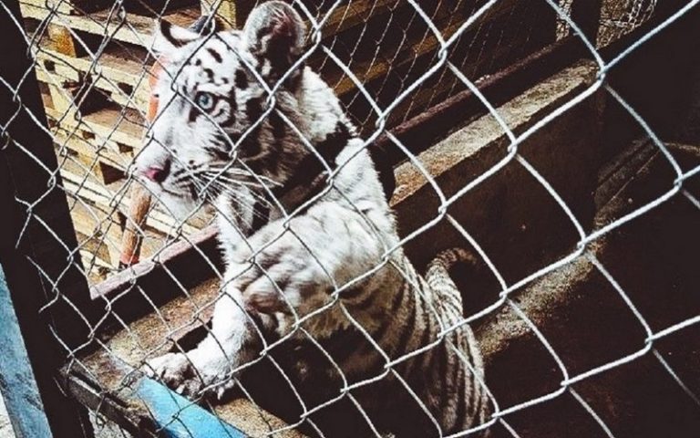 Près de 600 suspects interpelés pour trafic d’animaux sauvages, selon Interpol