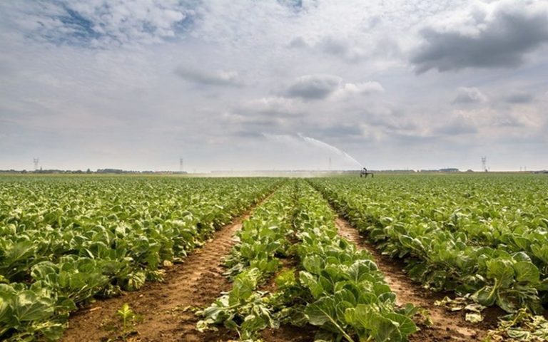 Selon un rapport, l’agriculture utilise près de 40% des terres de la planète