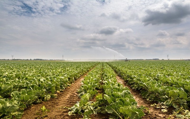 Selon un rapport, l’agriculture utilise près de 40% des terres de la planète