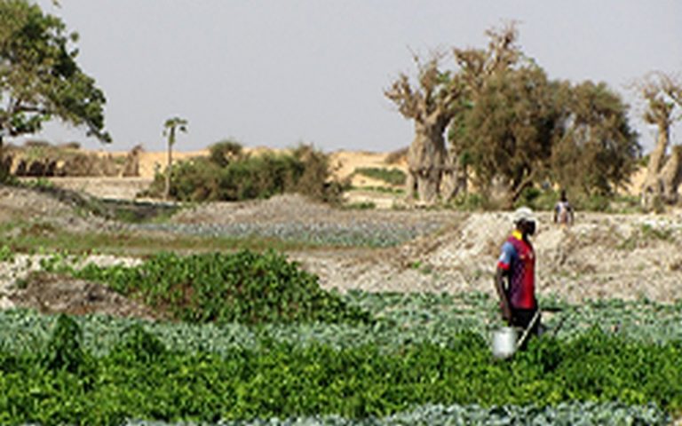 Selon une étude d’OBG, le potentiel agricole de l’Afrique est largement sous-exploité