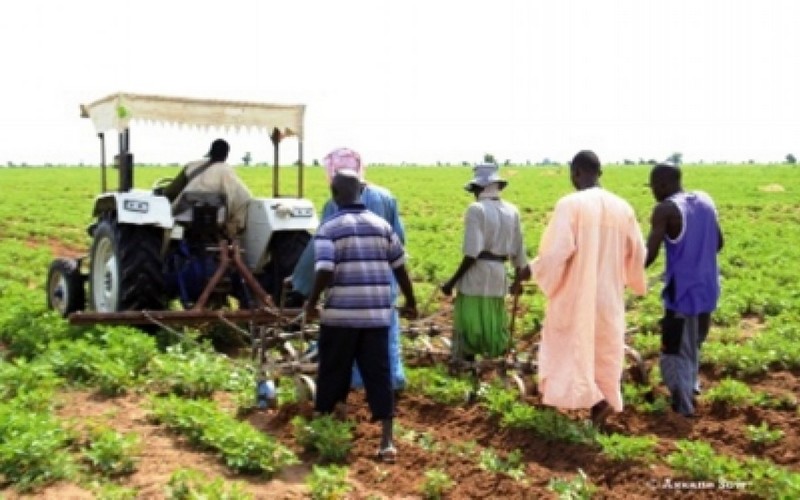 Sénégal : l’UNAPAD envisage le renforcement des acquis dans les filières agricoles
