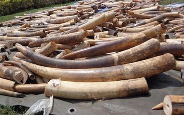 Trafic d’espèces sauvages : des milliers d’animaux saisis, 582 personnes interpellées suite à une opération conjointe mondiale INTERPOL-OMD