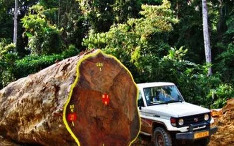 WCTS pointée du doigt pour exploitation forestière illégale au Gabon