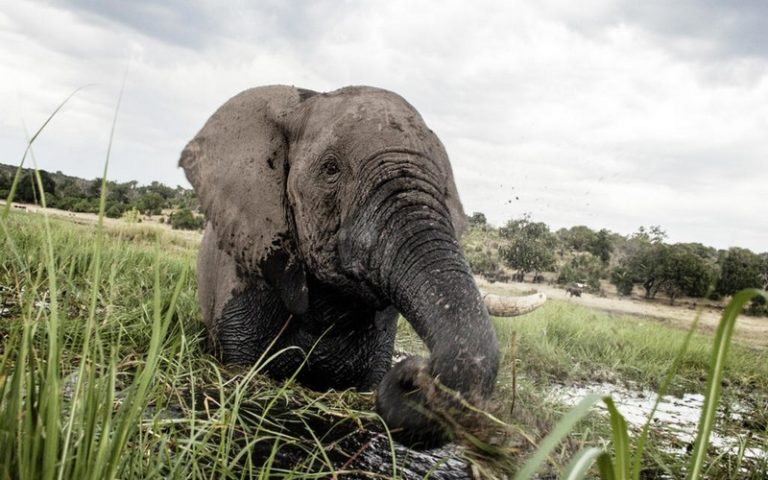 A Genève, la CITES appelle à la mobilisation contre l&rsquo;extinction « sans précédent » des espèces