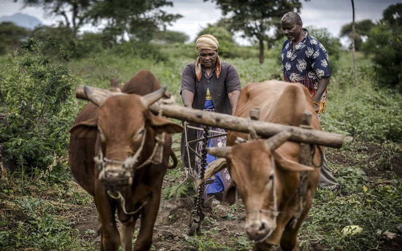 Au Rwanda, les experts invitent à améliorer la sécurité alimentaire en Afrique
