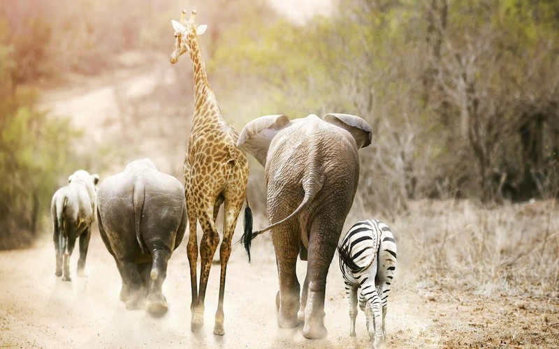 CITES : la protection de certaines espèces menacées d’extinction renforcée