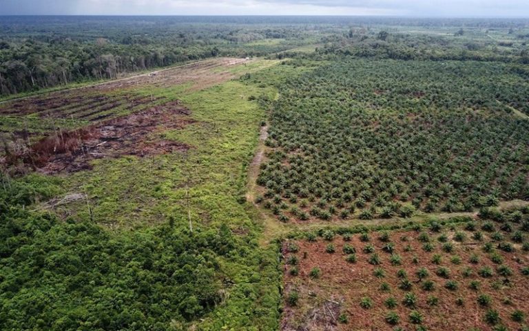 Déforestation, trois forêts tropicales en danger