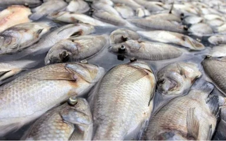 Gabon : les causes de la mort des carpes connues, l&rsquo;interdiction de les consommer prorogée de 15 jours