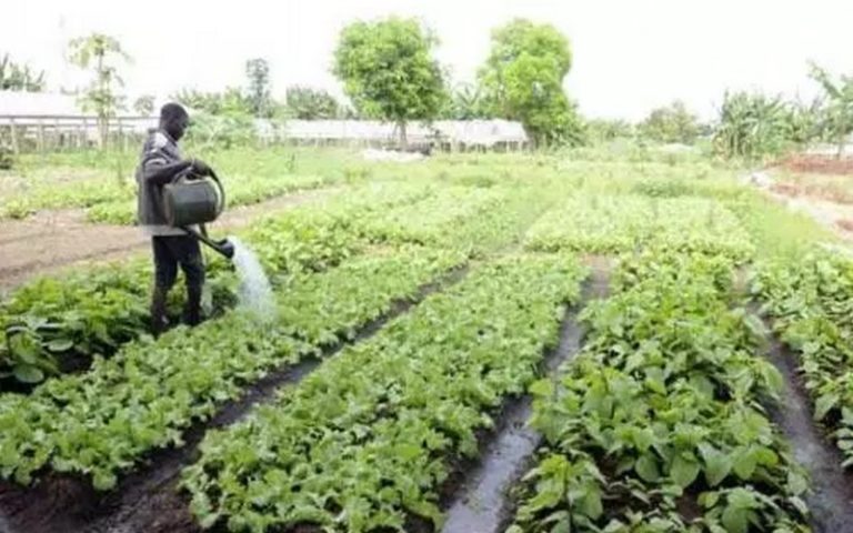 La BAD finance des projets agricoles et d’investissement au Sénégal