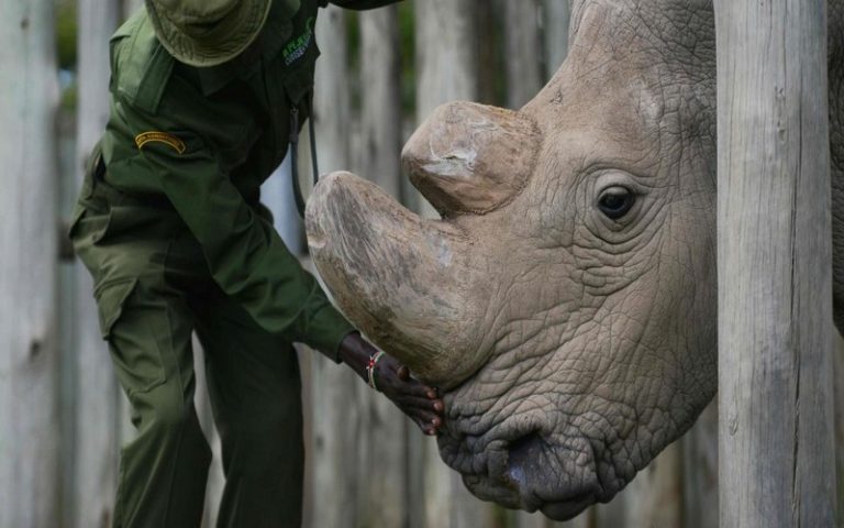 La CITES se penche sur 56 propositions destinées à sauver des espèces menacées d’extinction à Genève