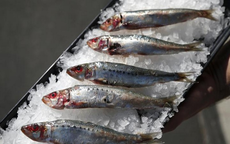 40 % des poissons vendus proviennent de pêches illégales