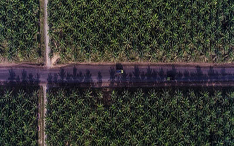 La palme de l’huile la plus consommée