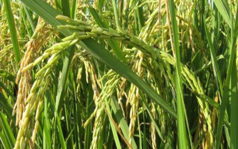 Production rizicole : Le Ghana s’entend à une récolte estimée à 1,1 million de tonnes en 2021