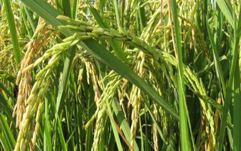 Le Japon s’engage à appuyer l’Afrique afin de doubler sa production rizicole d’ici à 2030