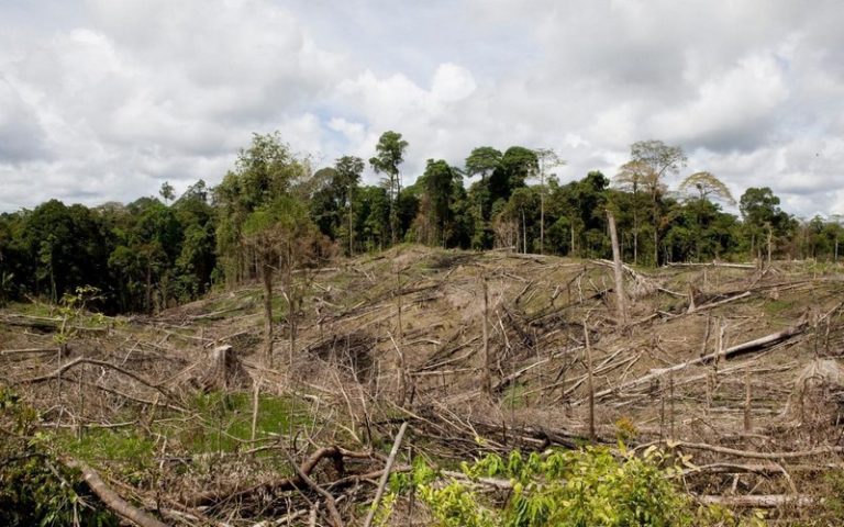Le nouveau rapport du GIEC en croisade contre la déforestation et la production de viande