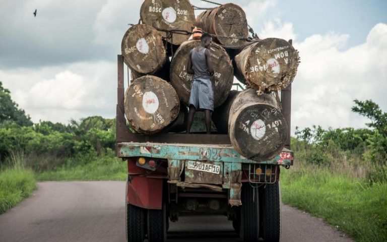 Les forêts d&rsquo;Afrique de l&rsquo;Ouest et de la RDC victimes du pillage du bois de rose