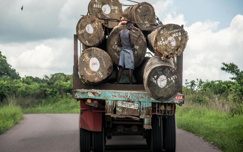 Les forêts d’Afrique de l’Ouest et de la RDC victimes du pillage du bois de rose