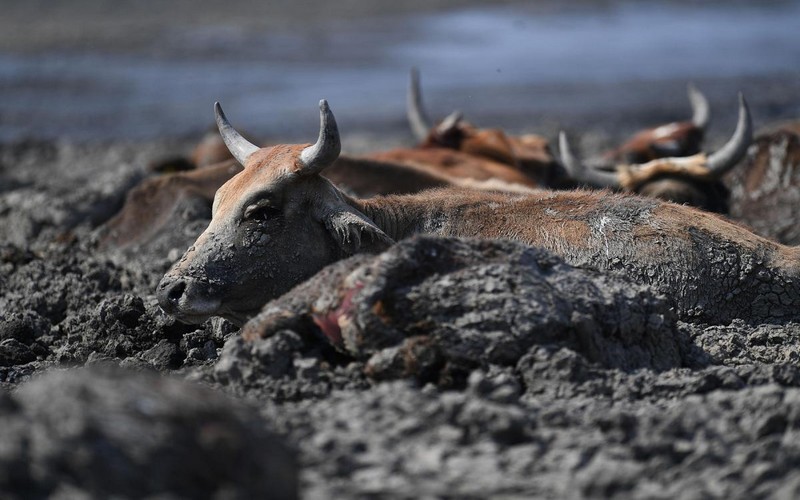 Les hippopotames et le bétail victimes des effets de la sécheresse au Botswana