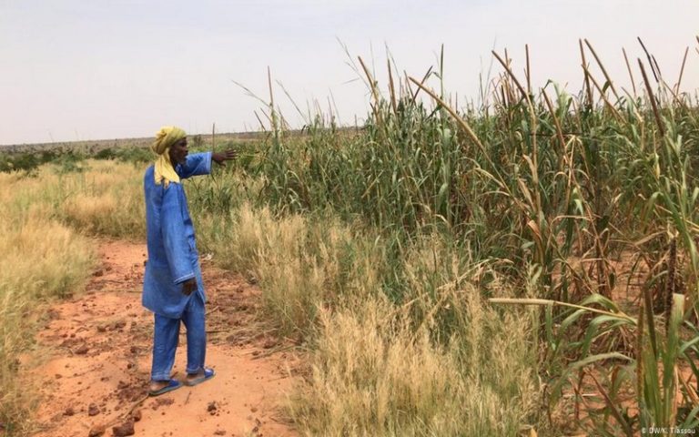 Moussa Sounna, un agriculteur nigérien qui restaure les terres arides