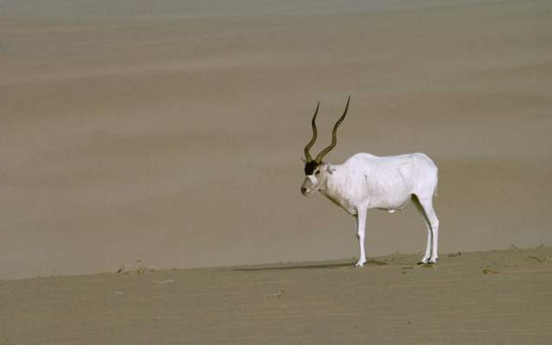 Niger : la réserve naturelle de Termit et Tin-Toumma pourrait abriter un projet d’exploitation pétrolière