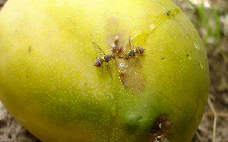 La CEDEAO face au défi de la mouche des mangues