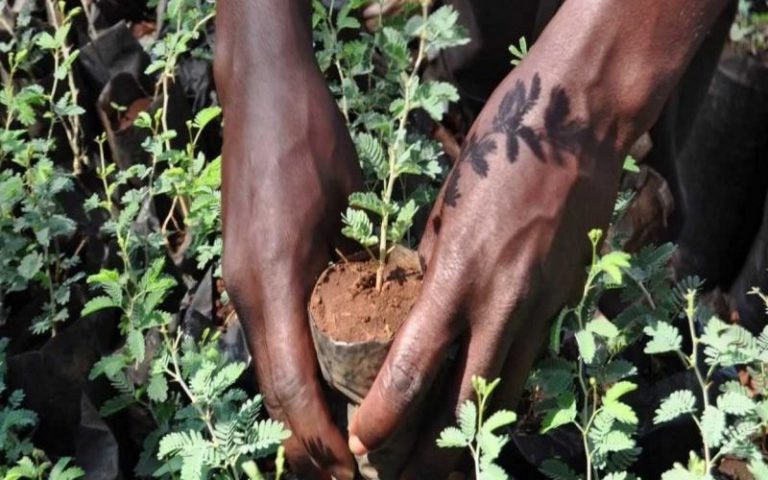 Sénégal : l’ONG Nébéday initie une marche verte à l’occasion de la Journée nationale de l’Arbre