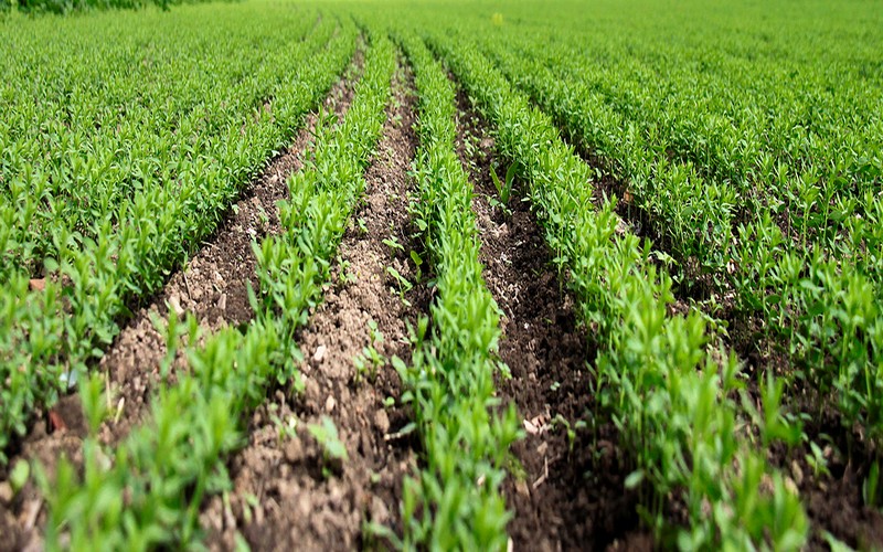 50 cadres Guinéens formés aux techniques agricoles par des experts chinois