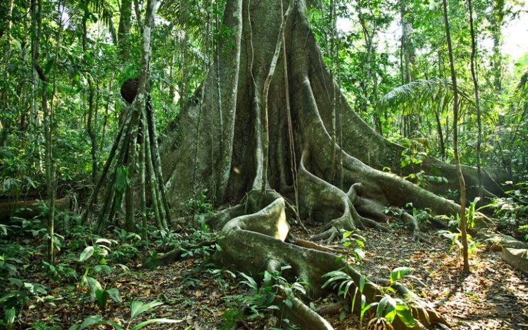 500 millions de dollars mobilisés pour la sauvegarde de l’Amazonie et des forêts tropicales
